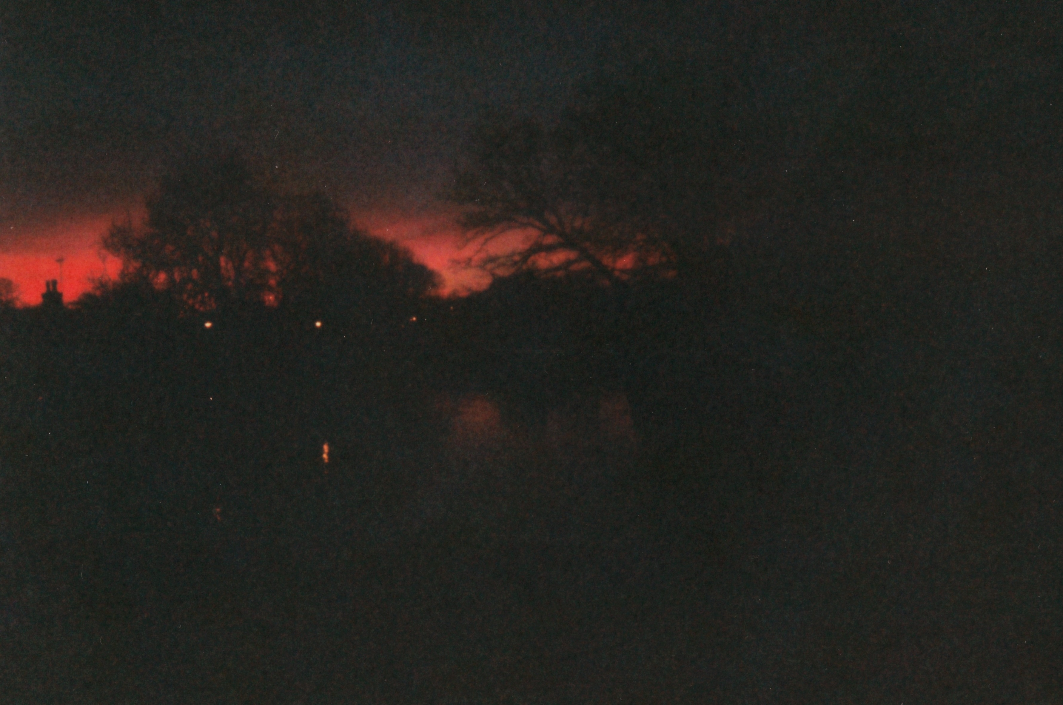 A photo of trees, very dark, with a red sky background