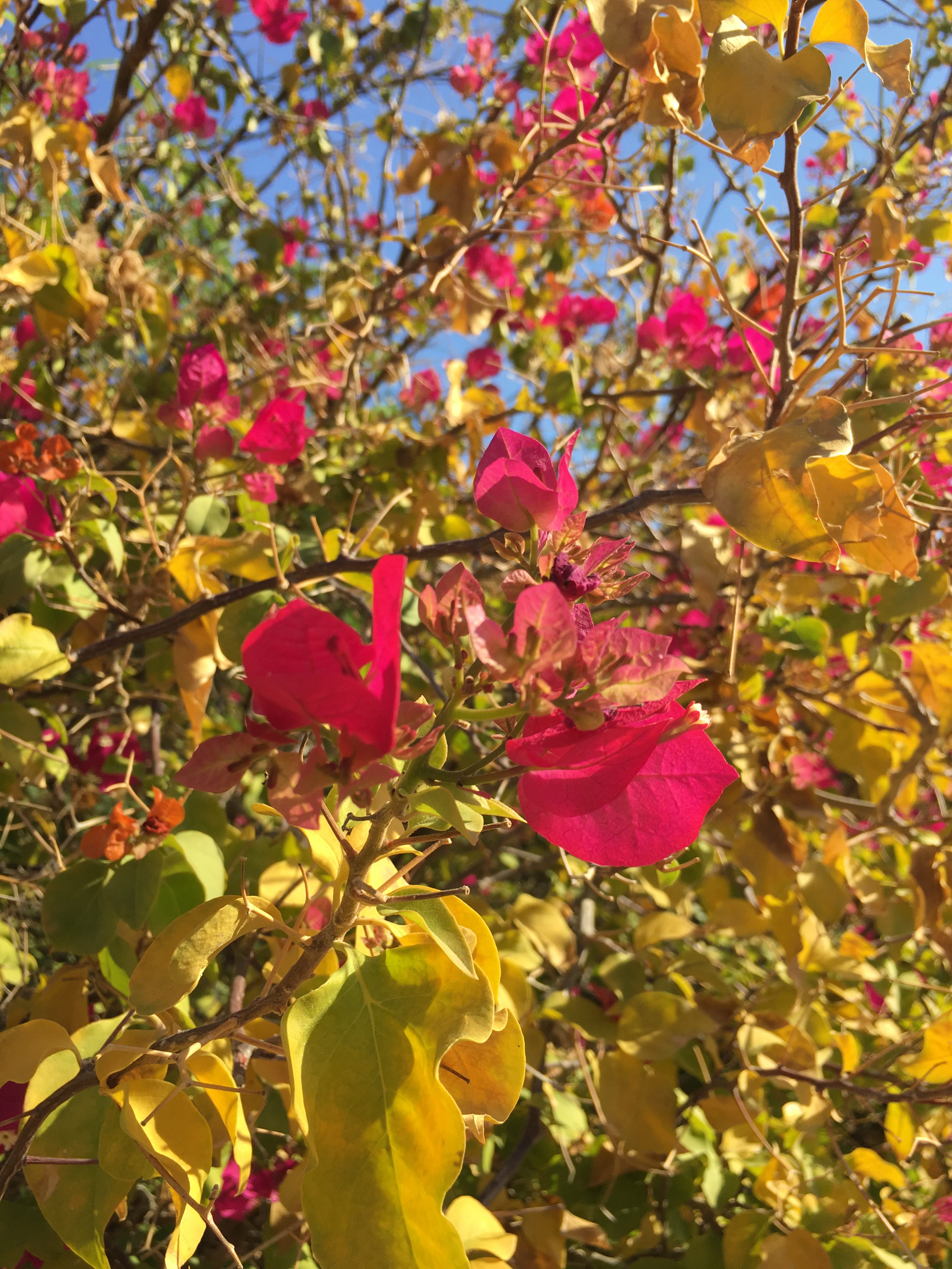 Bougainvillea